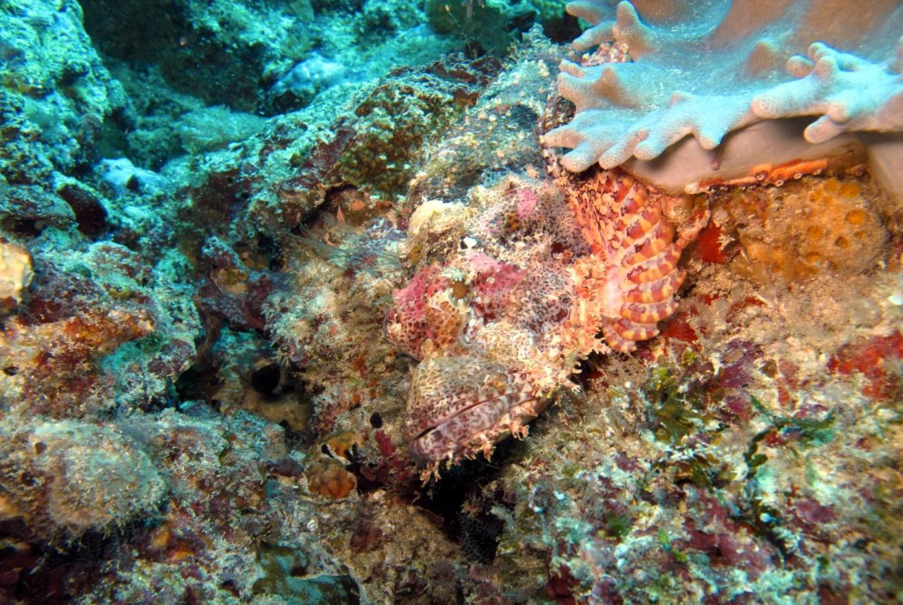 Dive Planet Mafia Island Utende Екстер'єр фото