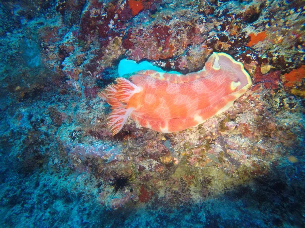 Dive Planet Mafia Island Utende Екстер'єр фото