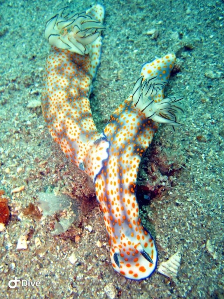 Dive Planet Mafia Island Utende Екстер'єр фото