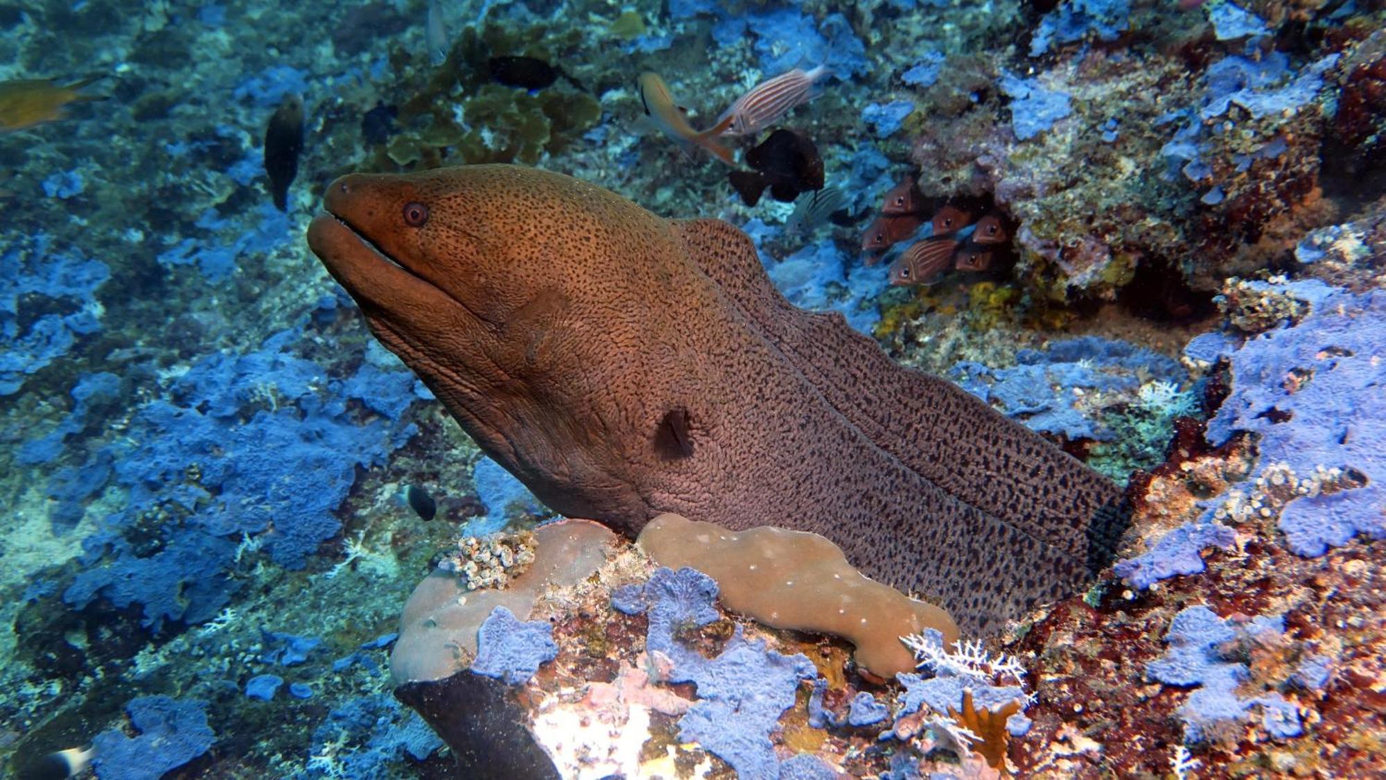 Dive Planet Mafia Island Utende Екстер'єр фото