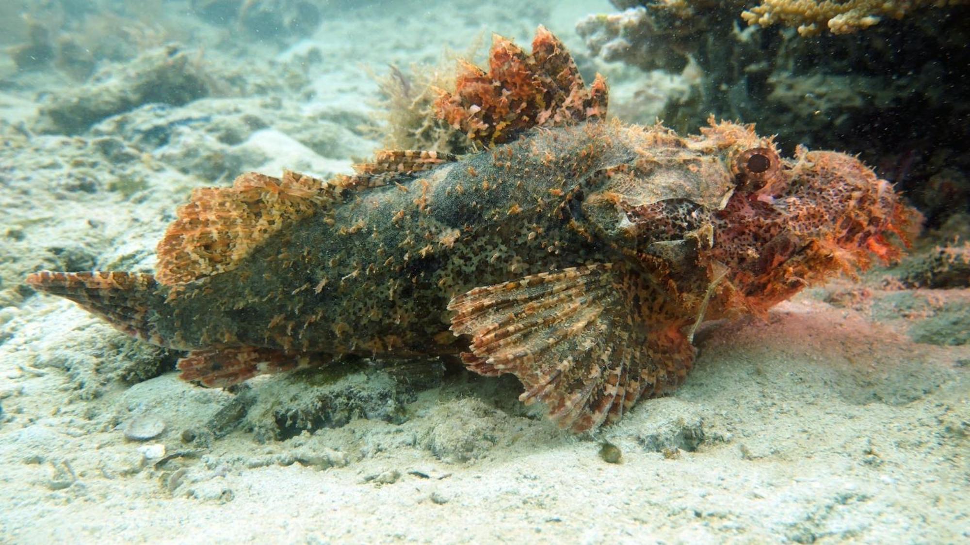 Dive Planet Mafia Island Utende Екстер'єр фото