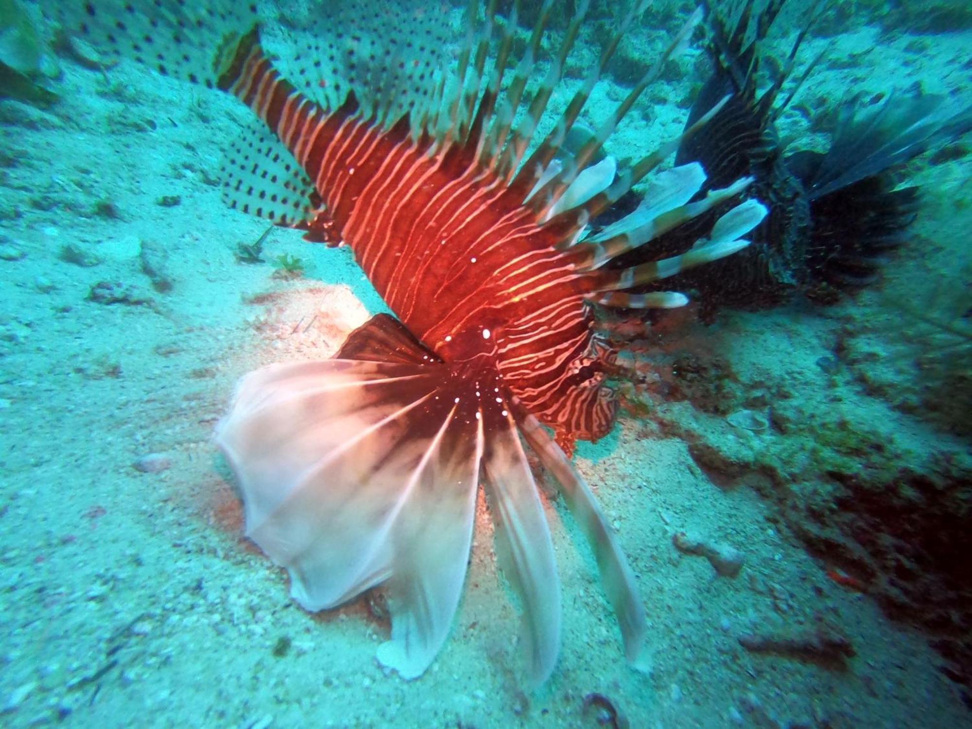 Dive Planet Mafia Island Utende Екстер'єр фото