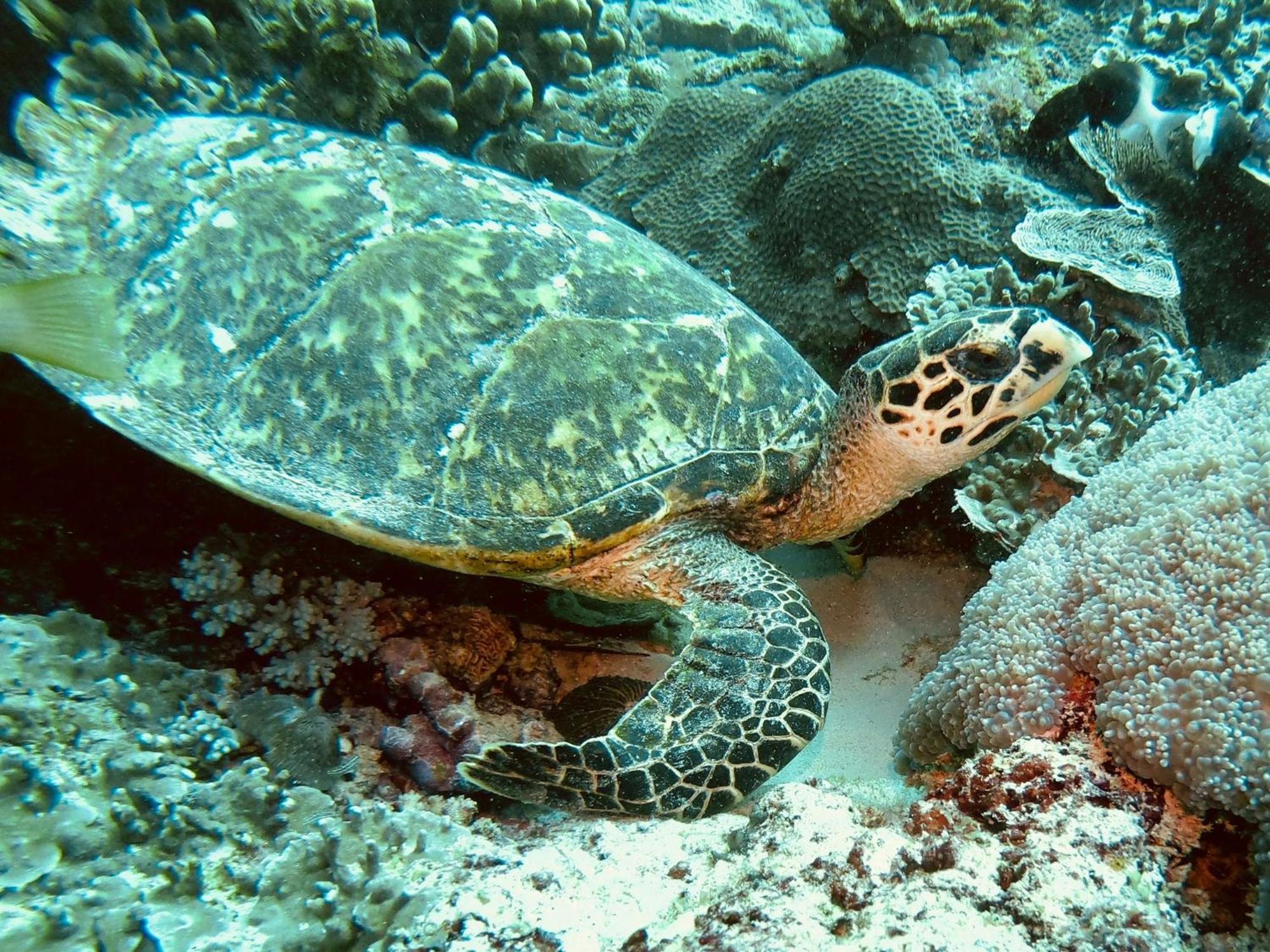 Dive Planet Mafia Island Utende Екстер'єр фото